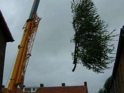 bomen rooien 